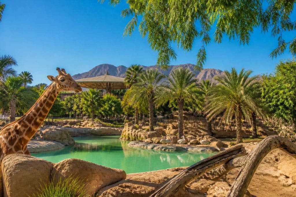 Parcs et zoos à Abu Dhabi : les incontournables à visiter